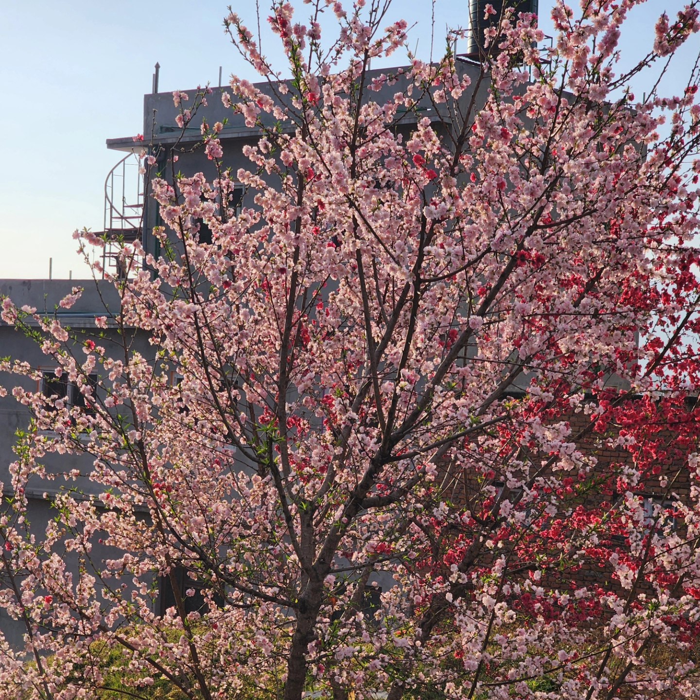 I have learnt to yearn for the best to come
For all I have ever done is wait too long
Like the sunshine, the joys or cherry blossom
I promise to patiently wait with this song
🩷🤍🩷