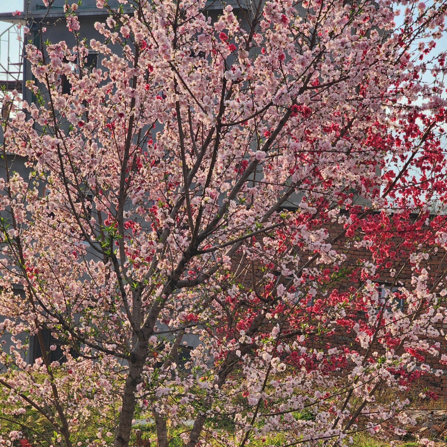 I have learnt to yearn for the best to come
For all I have ever done is wait too long
Like the sunshine, the joys or cherry blossom
I promise to patiently wait with this song
🩷🤍🩷