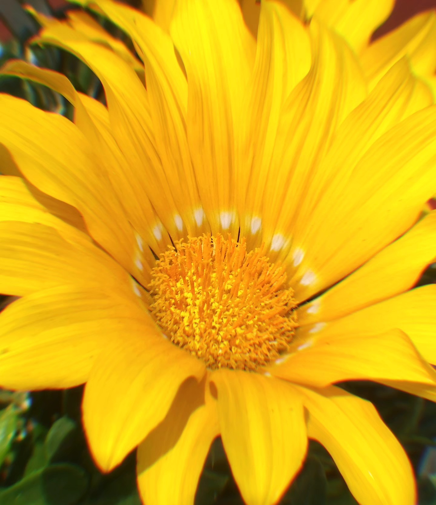 💛
